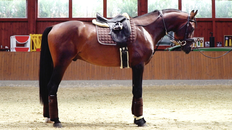 Lunging with the EquiBalance® Training Rein & Cavesson showcases the required precision of rein aids and ensures the horse's comfort for optimal performance. This horse training equipment is designed by Vivid Heritage.