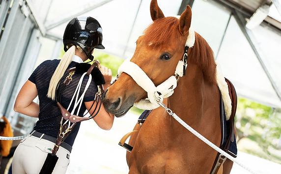 EquiBalance® Training Rein _ Lunging Aid.jpg