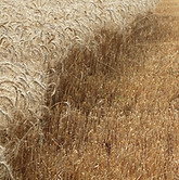 Wheat Field Harvest_edited.jpg