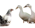 oie_oie_trim_image__18_-removebg-preview.png
