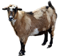 goat removebg-preview.png