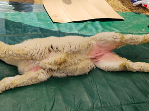 An alpaca being prepared for shearinng