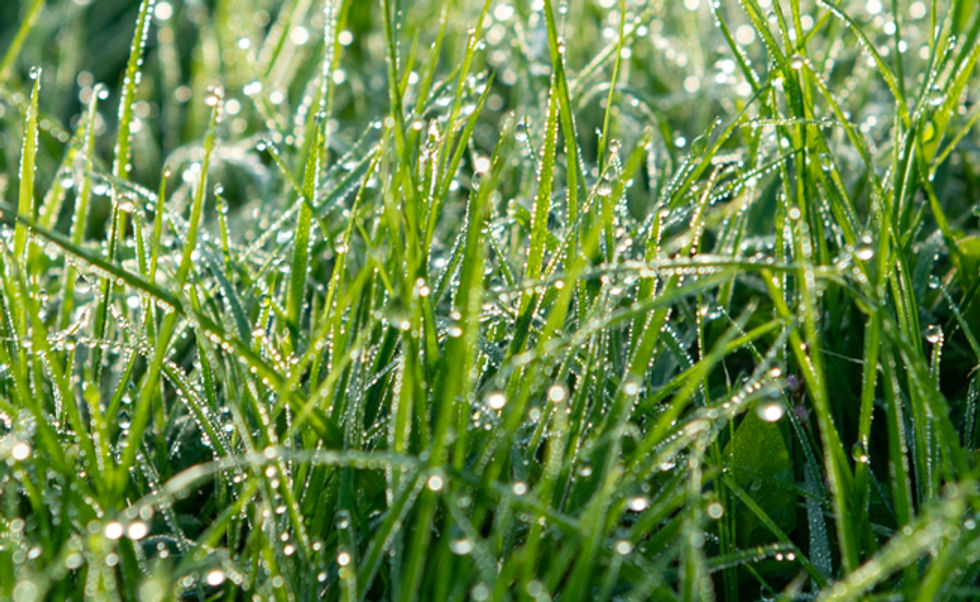220930_ZZ_Grass_004.jpg