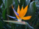 Strelitzia_reginae_1