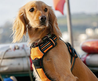 A brown dog sitting on top of a boat_edi