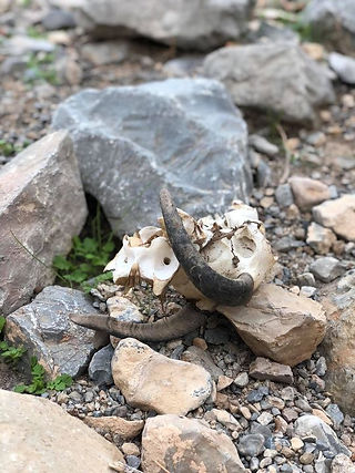 Animal Skull discovered in Ras al-Khaimah during a hike