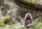 Gelada Baboon, Simien Mountains