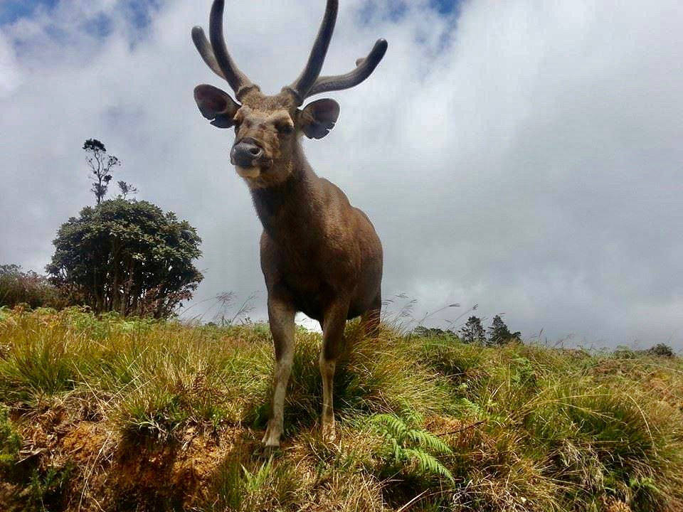 Sri Lankan Deer Photobomb