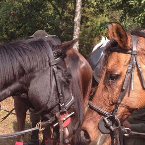 Horseback Trek in Nepal (Kathmandu)