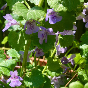 Pflanze des Monats Juni: Gundermann