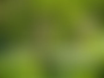 Blühende Kastanie mit Bildunterschrift Blumenampeln und Ampelgrafik