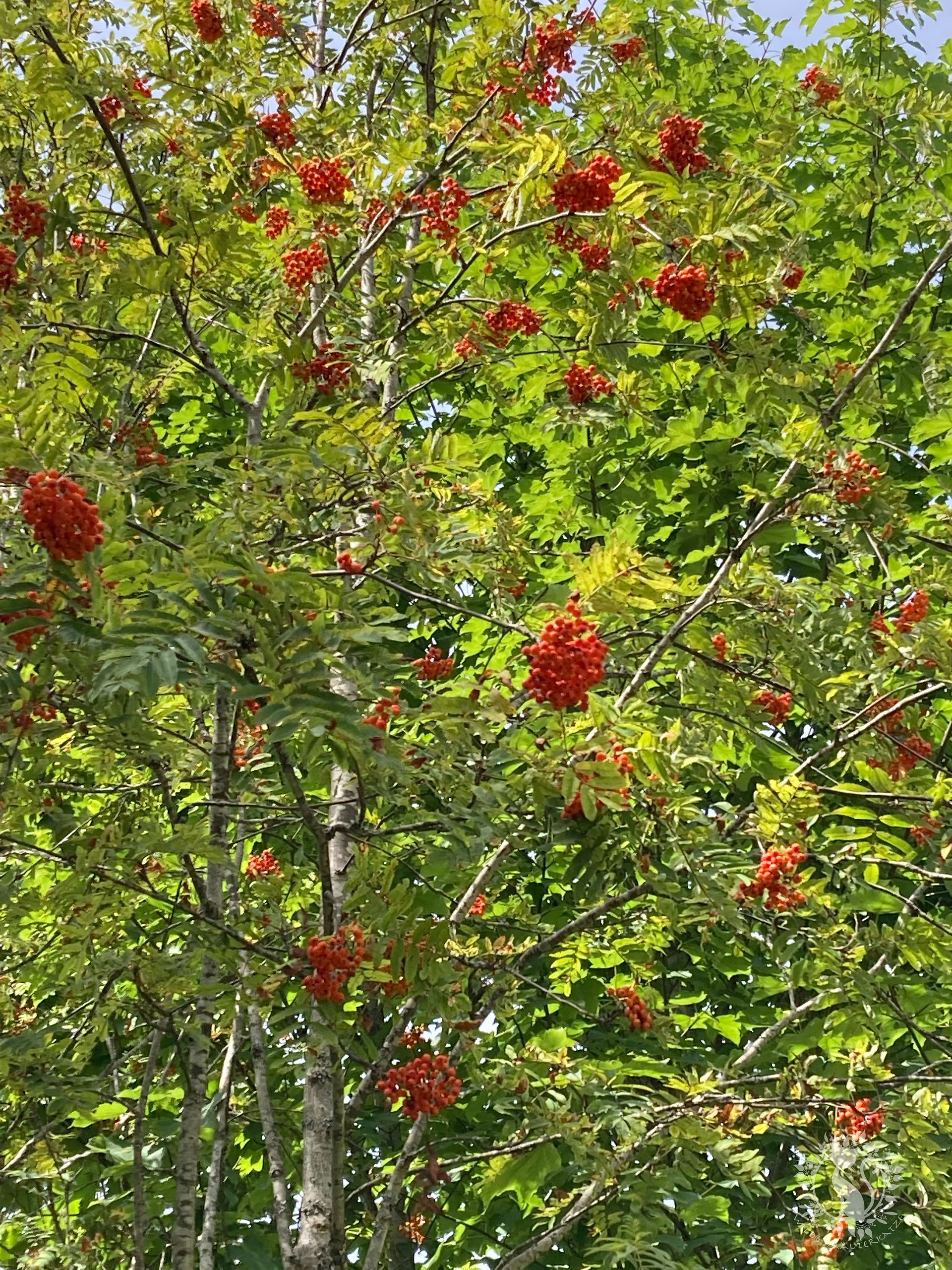 Vogelbeerbaum mit reifen roten Beeren