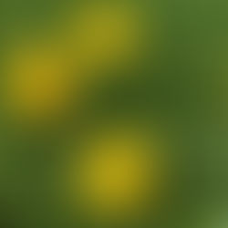 Pflanze des Monats Mai: Löwenzahn