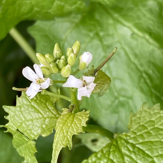Knoblauchraukenblüte