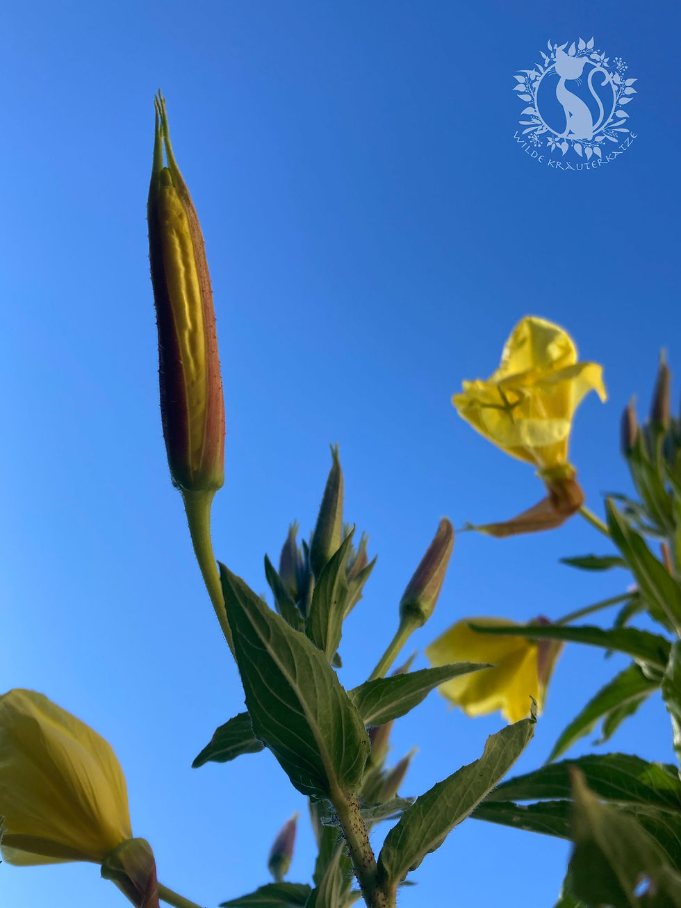 Blütenstand der Nachtkerze als Knospe und geöffnete Blüte