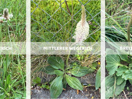 Bildreihe mit Spitzwegerich, mittleren Wegerich und Breitwegerich