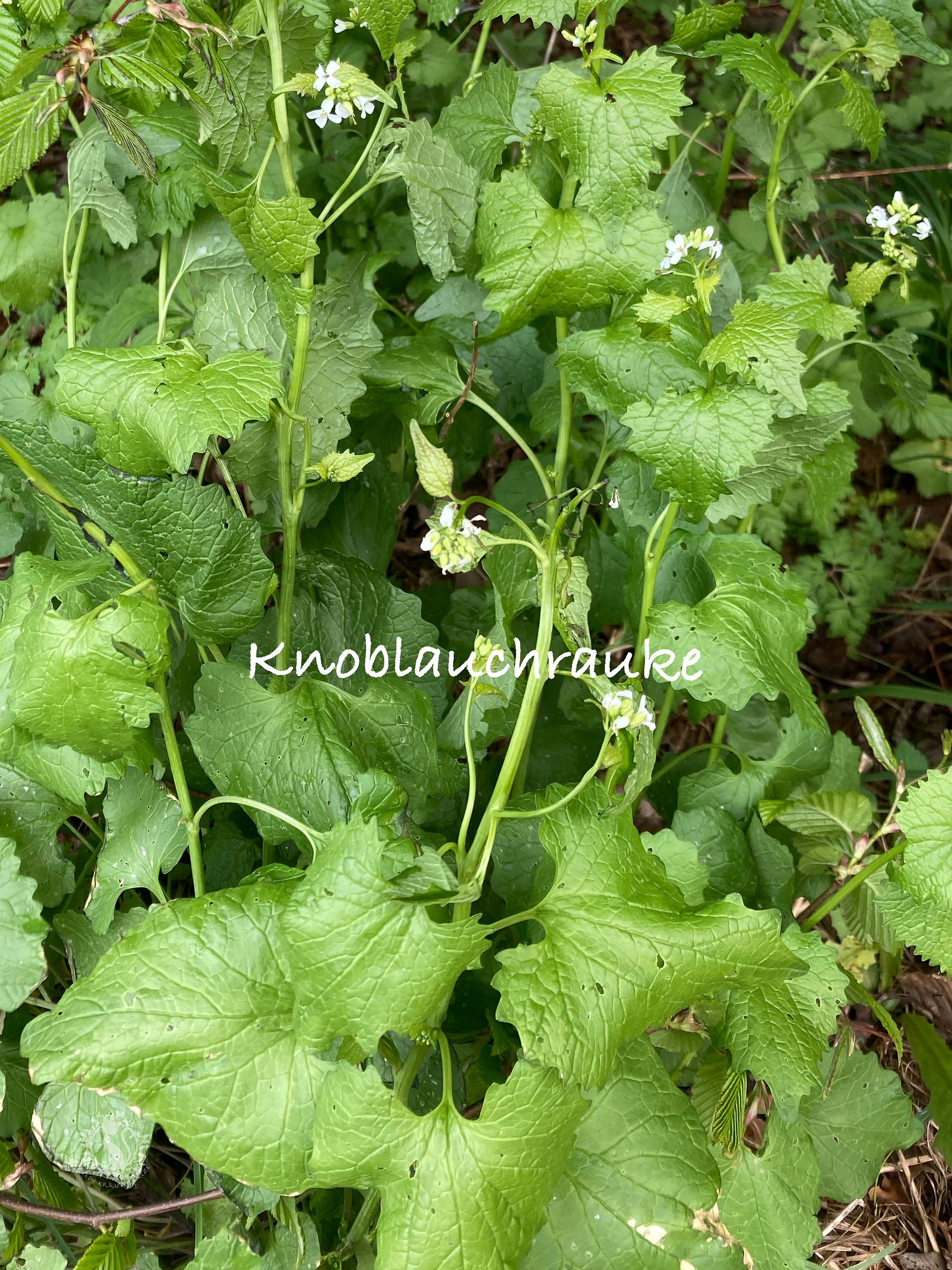 Knoblauchrauke