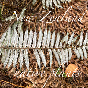 weiße Unterseite des neuseeländischen Silberfarns auf braunem Waldboden aus verwelkten Farnwedeln. Bildtext New Zealand native plants