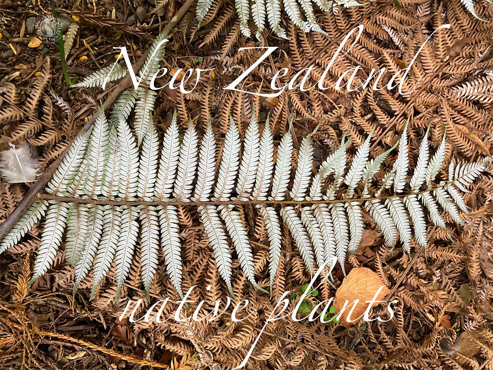 weiße Unterseite des neuseeländischen Silberfarns auf braunem Waldboden aus verwelkten Farnwedeln. Bildtext New Zealand native plants