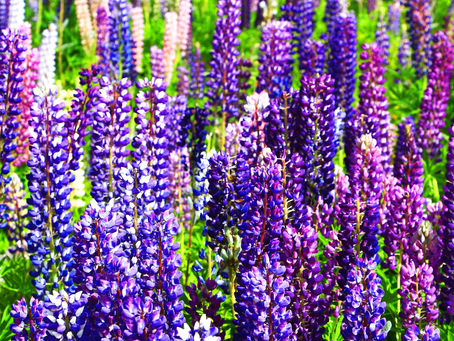 Color Your World : Purple