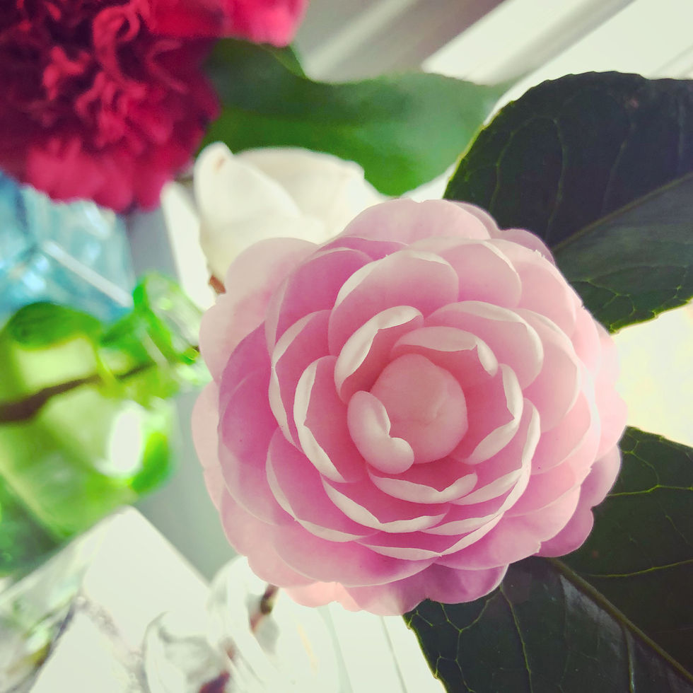 Camellia