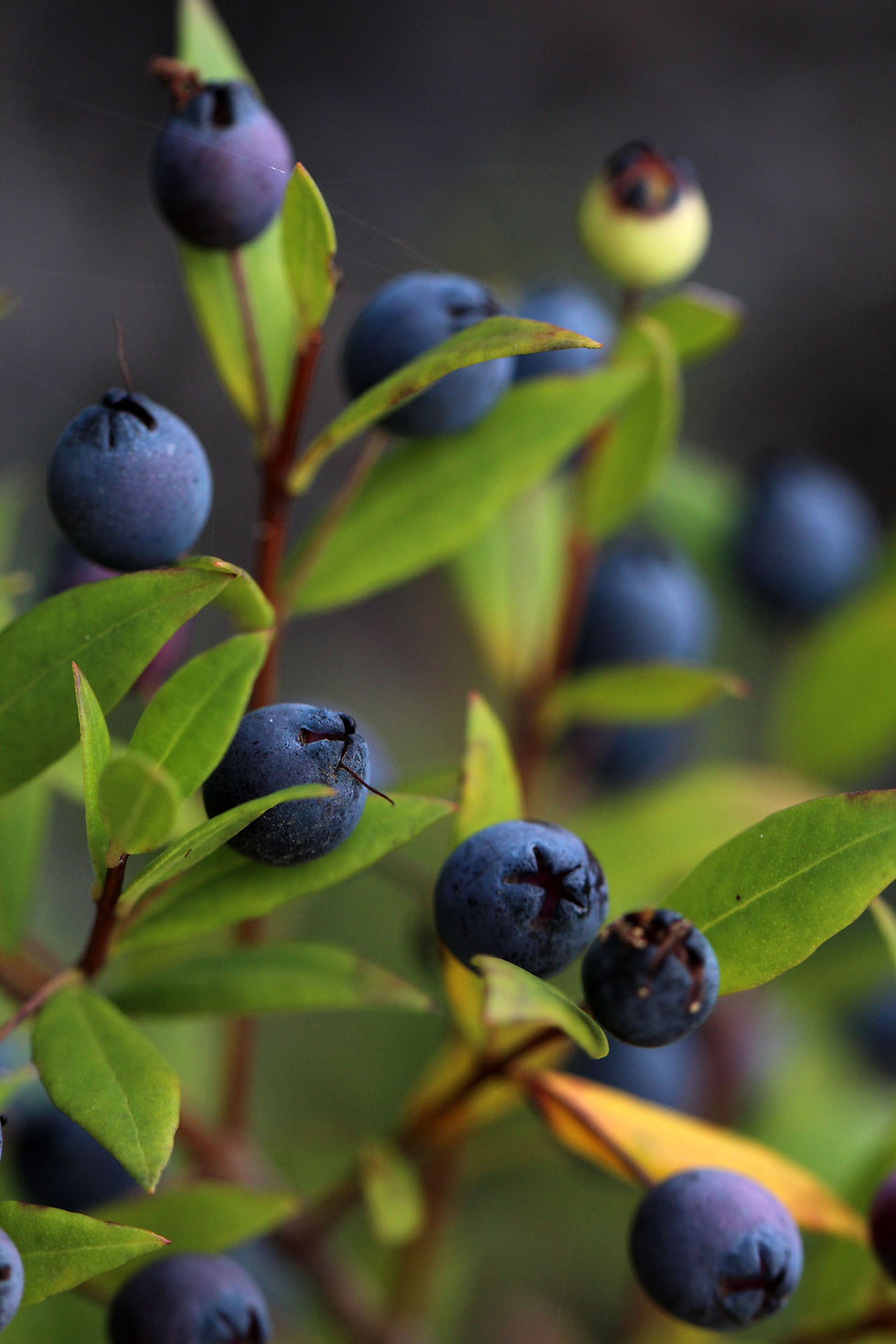 Myrtus communis