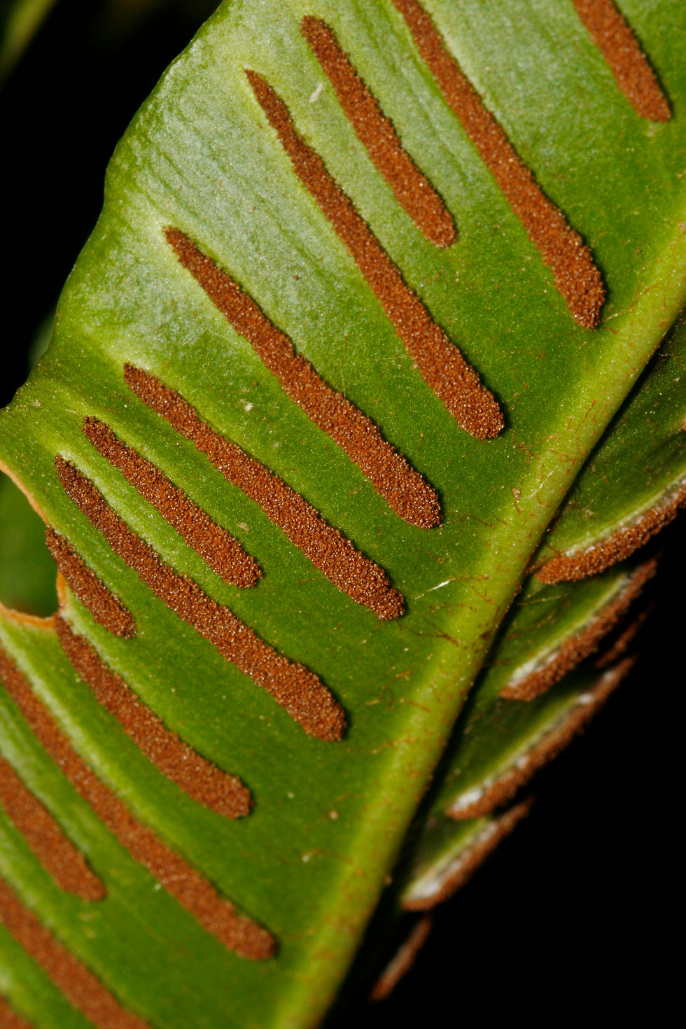 Phyllitis scolopendrium