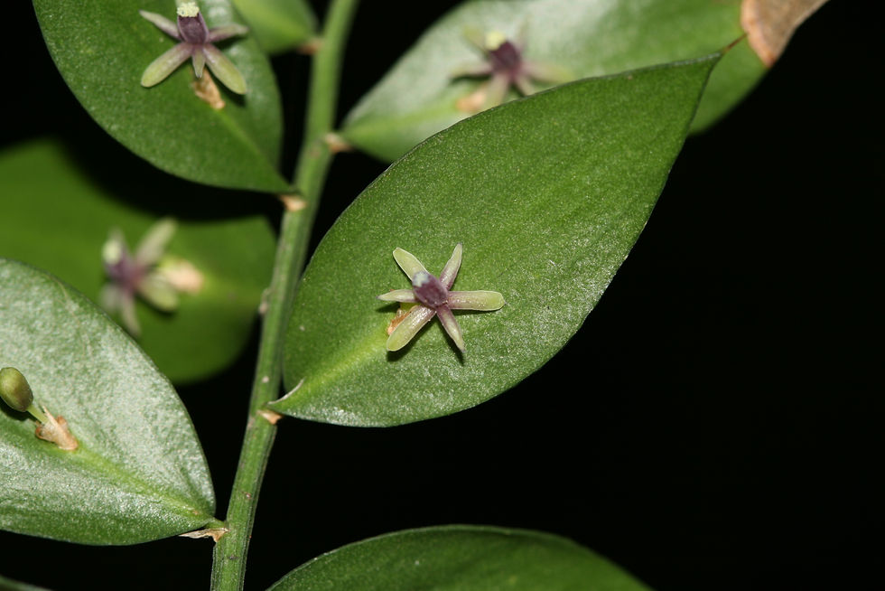 Ruscus aculeatus
