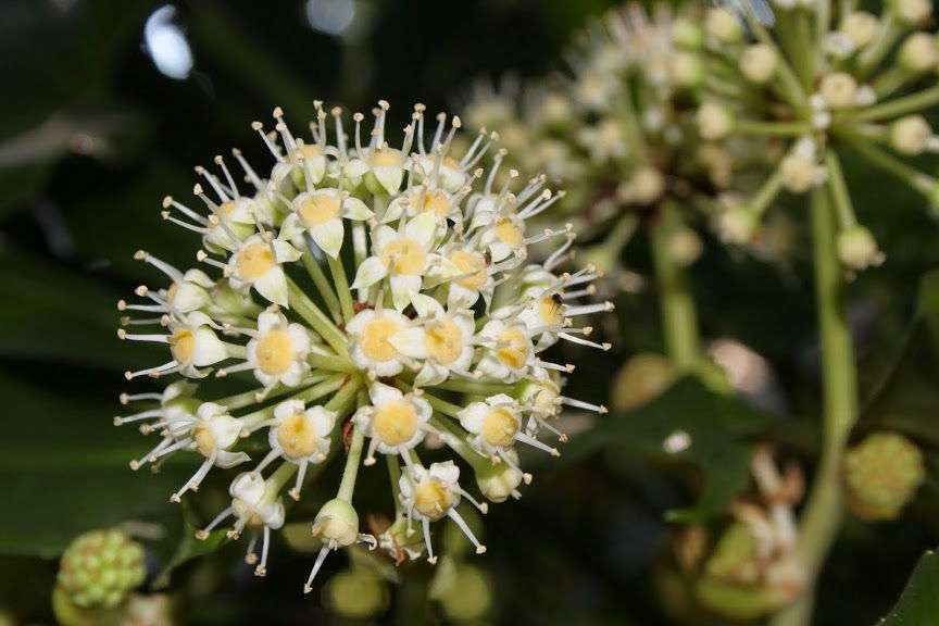 Hedera maderensis subsp. iberica