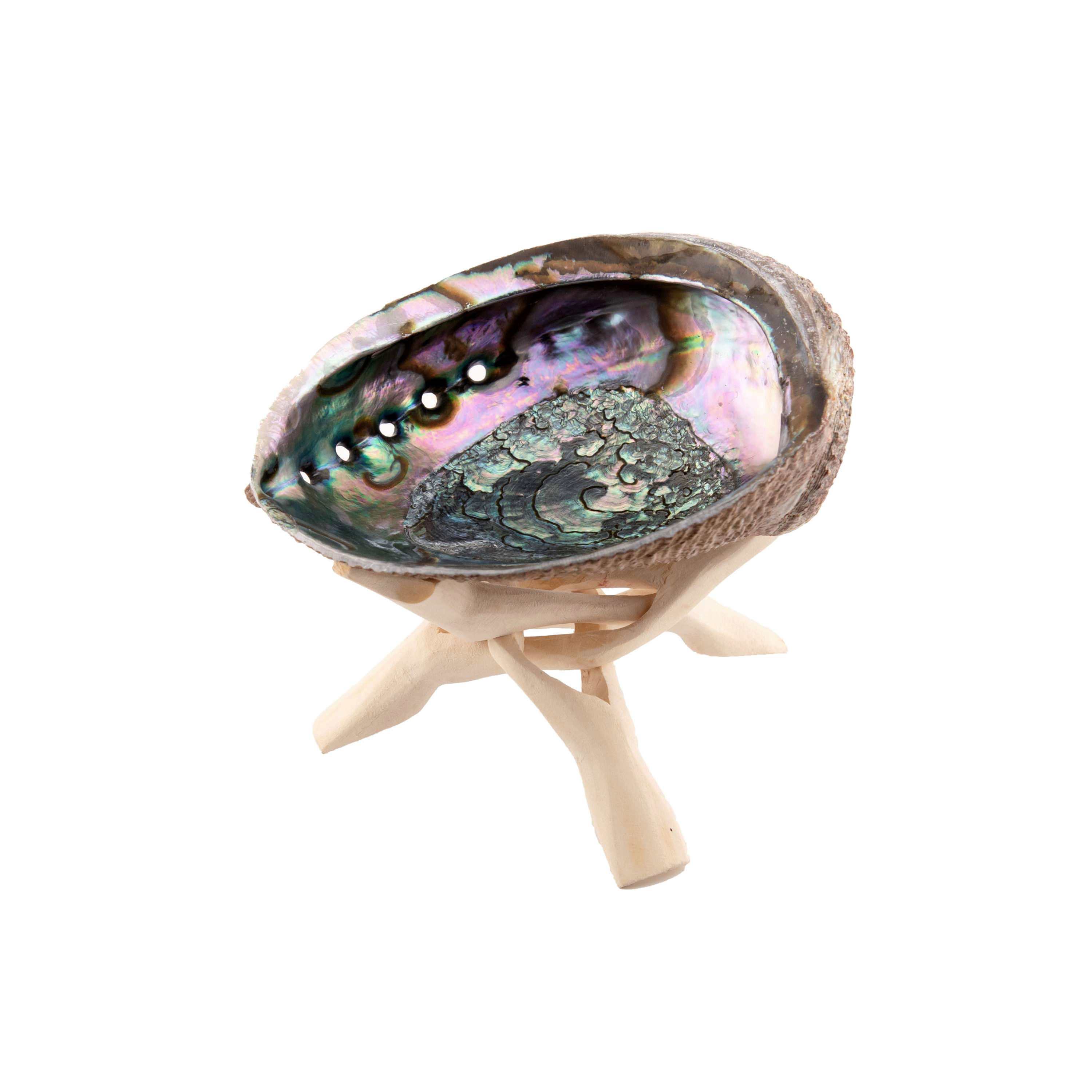 Abalone & Cobra-Stativ