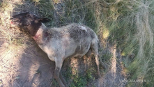 Acuña: Nuevo ataque de jauría a hato de borregos causa fuertes pérdidas