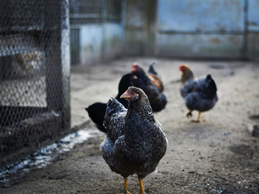 Gripe aviar A (H5N2): Tras la muerte del primer humano; ¿en qué países se han dado brotes?