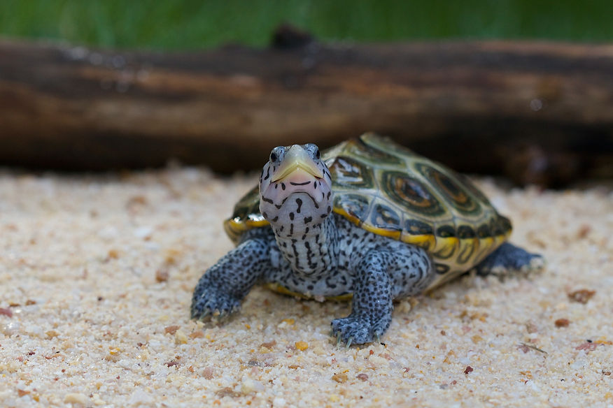 TerrapinTurtle-2020-15.jpg