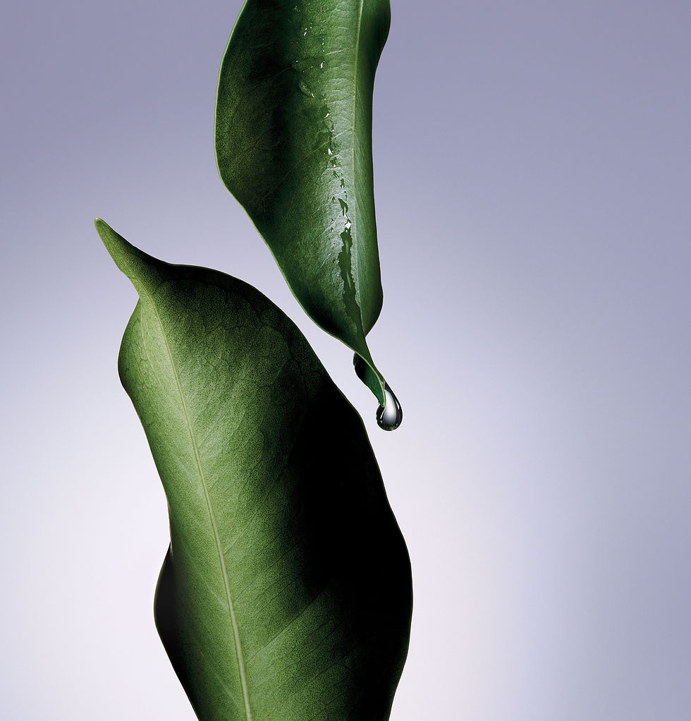 IVP20_2743_r3 Web.jpg