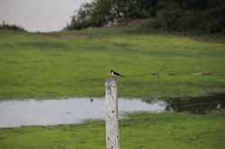 Jovem cardeal só e pensativo, 2017