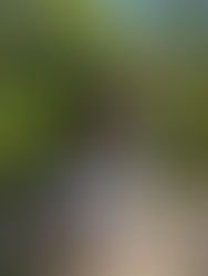 「春の茶会」へ