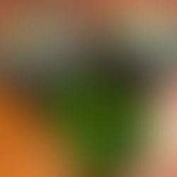 日本の食の豊かさ