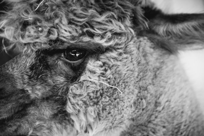 Mei Lin Barral Photography_Maple View Alpacas Farm-142.jpg