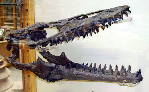 Mosasaurus Jaw