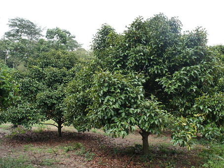 El árbol de mangostán