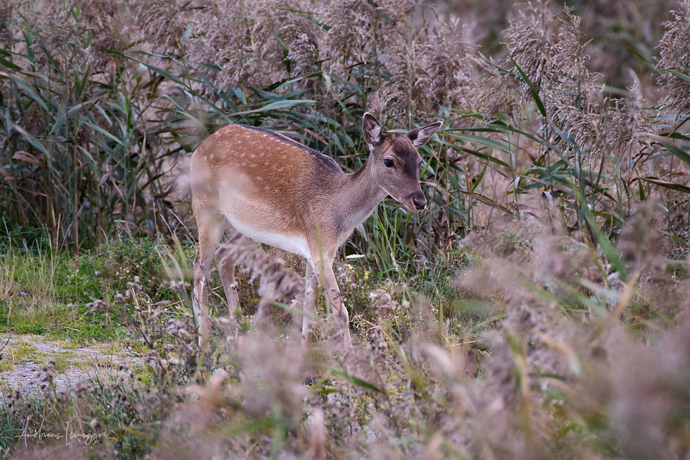 Canon EOS R5mk2, EF 600mm f/4 L IS III, 2xTC, ISO 10'000