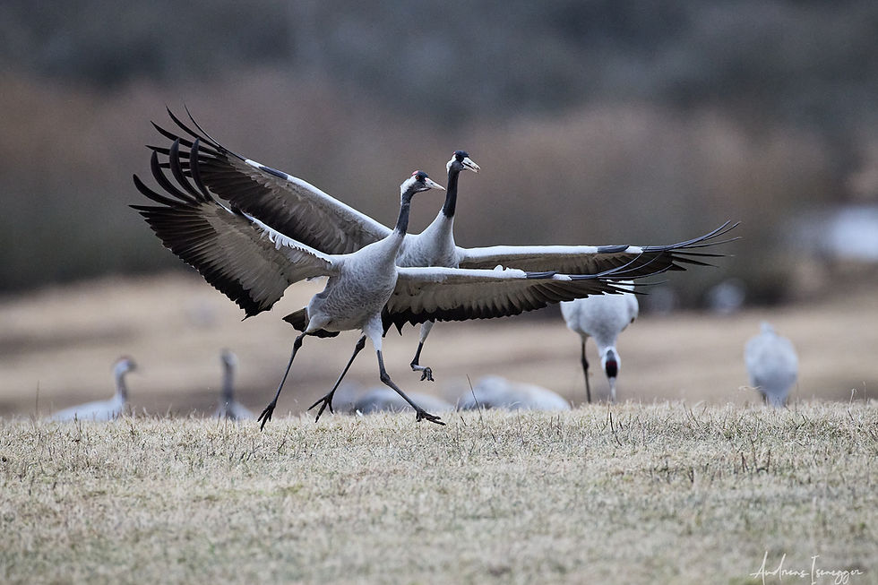 Wenn der Himmel trompetet - ein Reisetagebuch