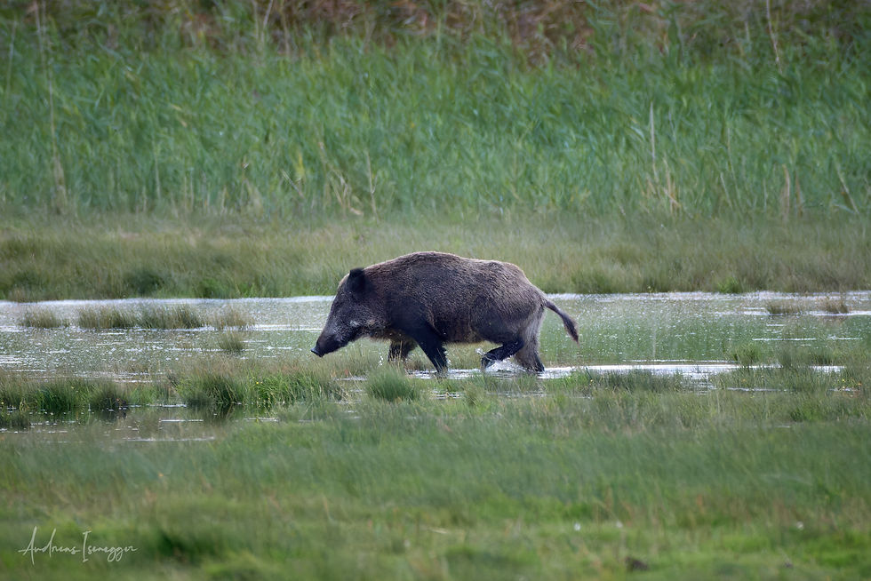 Canon EOS R5mk2, EF 600mm f/4 L IS III, 2xTC, ISO 10'000