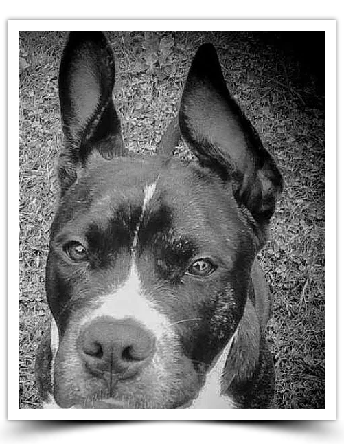 Meet Rocky
