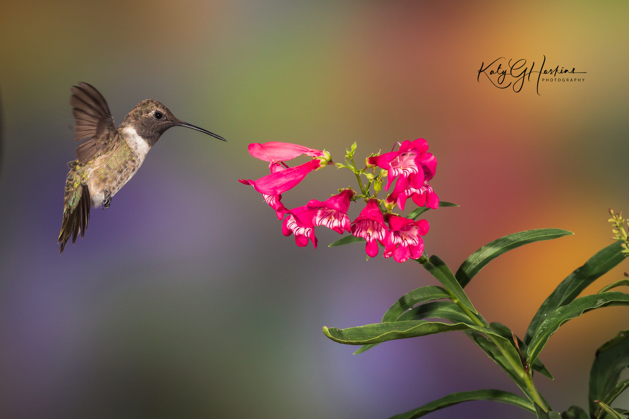 Black-chinned hummingbird on Pensteman trifloris