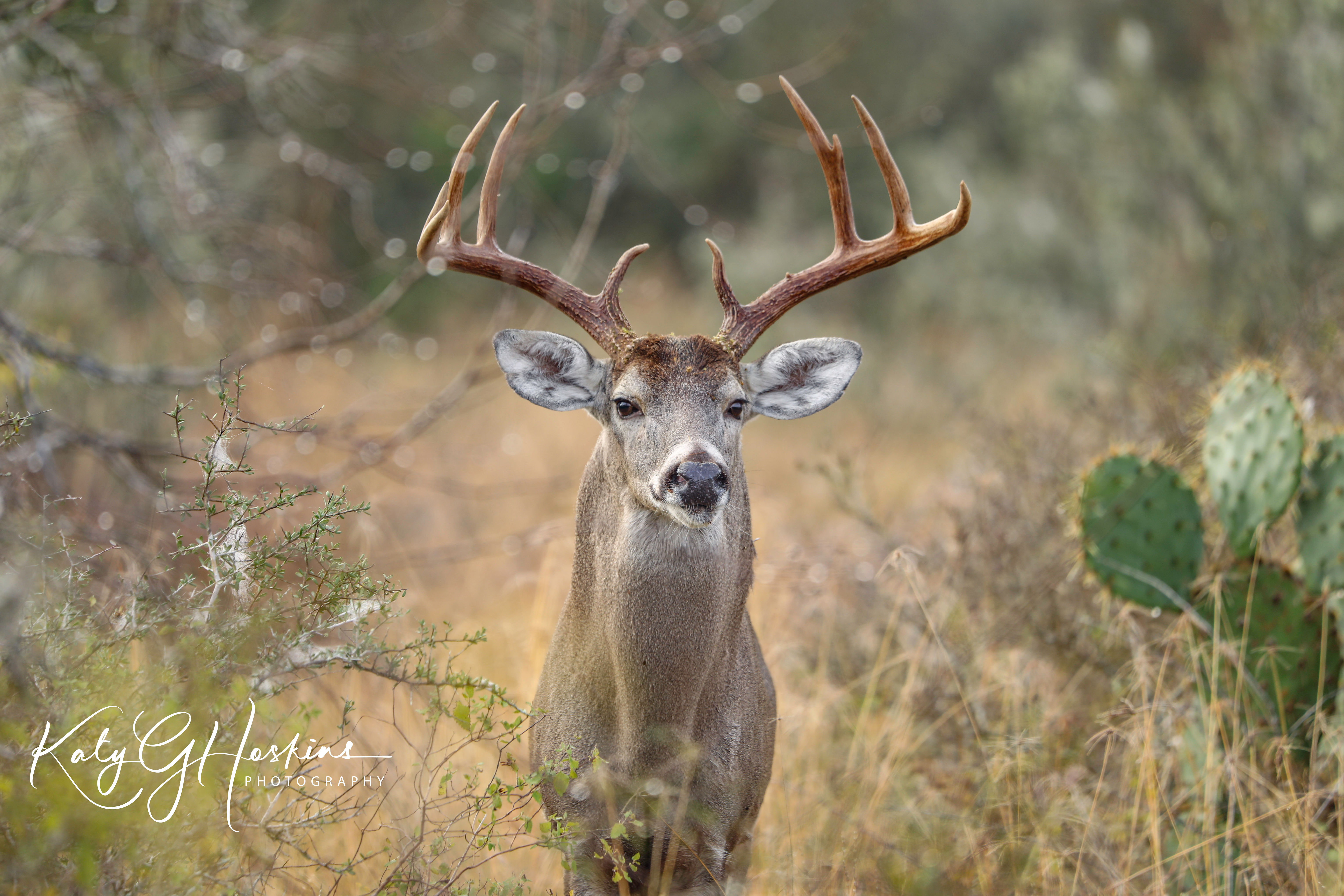 Young and Wide (Whitetail buck on the San Antonio Viejo Ranch)