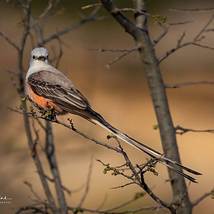West Texas Birds