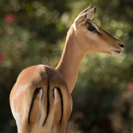 ree