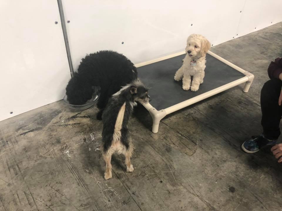 Gallery Paws at Play Dog Daycare