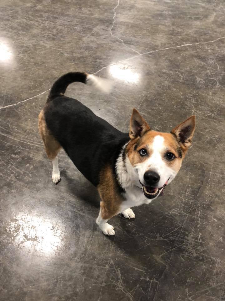 Gallery Paws at Play Dog Daycare